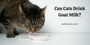 Can Cats Drink Goat Milk? Is It Recommended For Older Cats?
