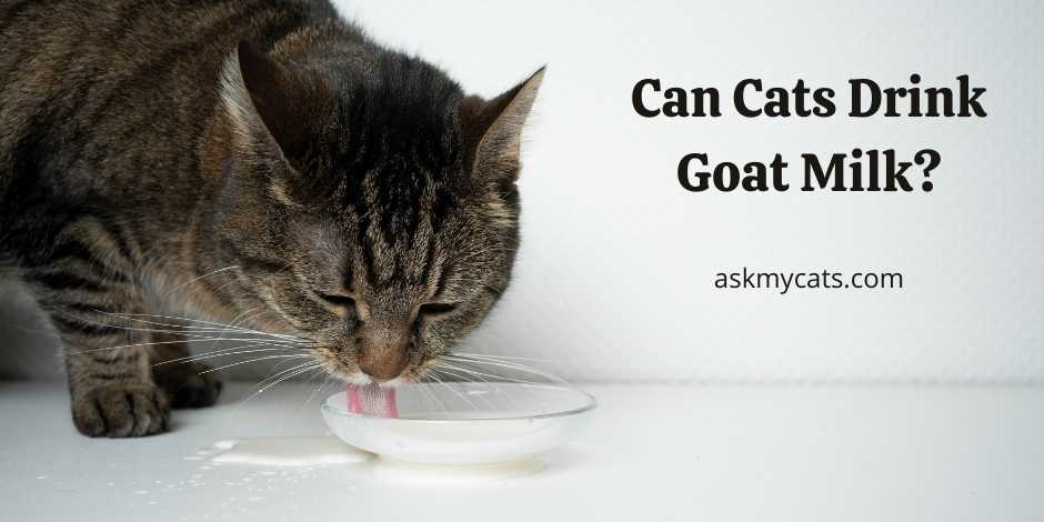 Can cats clearance drink raw milk