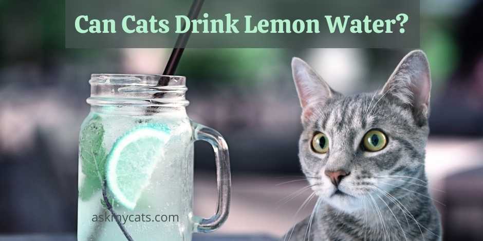 Can Cats Drink Lemon Water