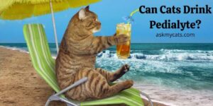 Can Cats Drink Pedialyte? How Is It Used For Dehydration?
