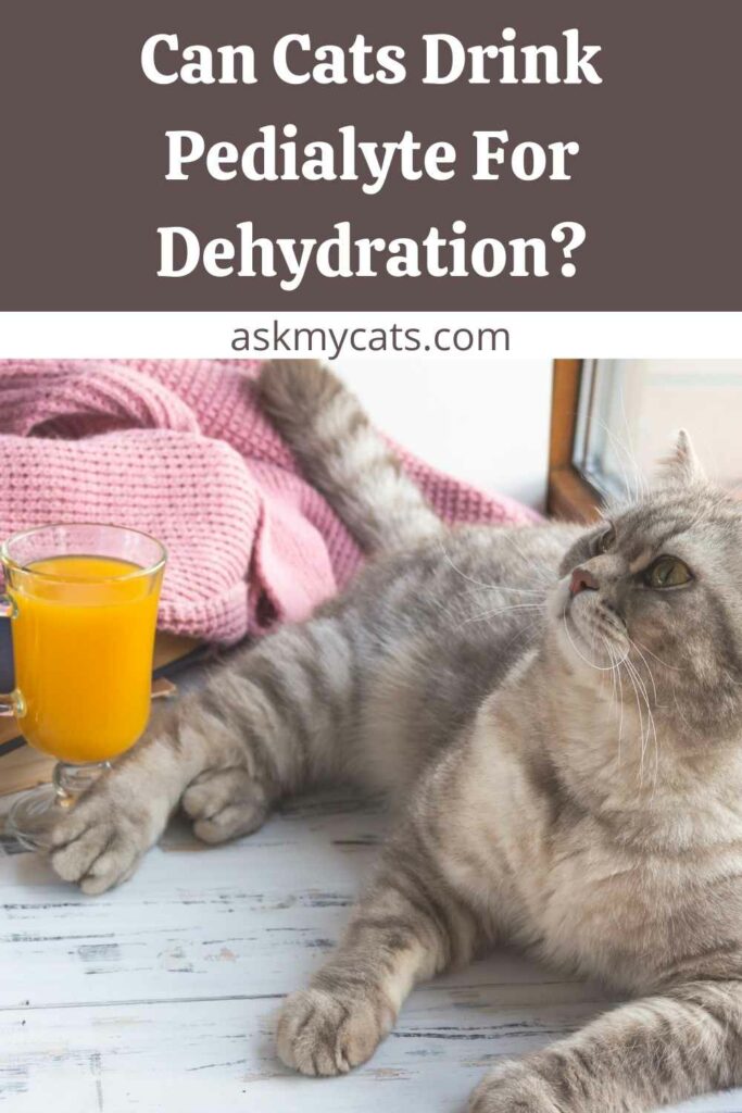 Can Cats Drink Pedialyte For Dehydration?