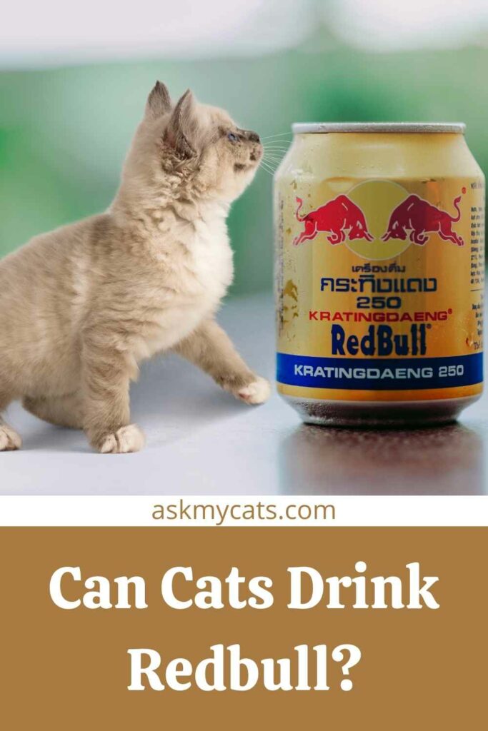Can Cats Drink Redbull?