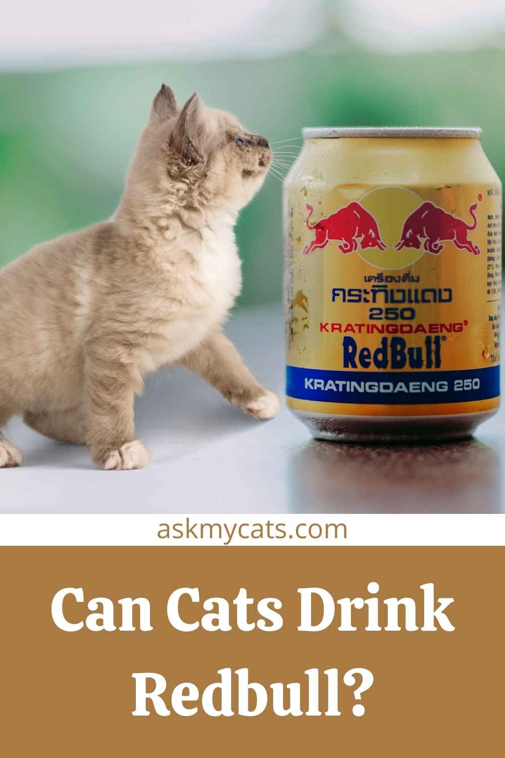 Can Cats Drink Energy Drinks? Can They Have Red Bull?