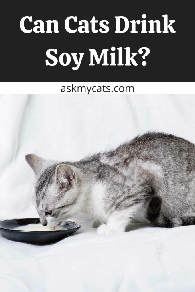 Can cats 2024 have soy milk