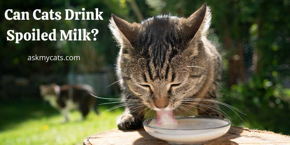 Can Cats Drink Spoiled Milk