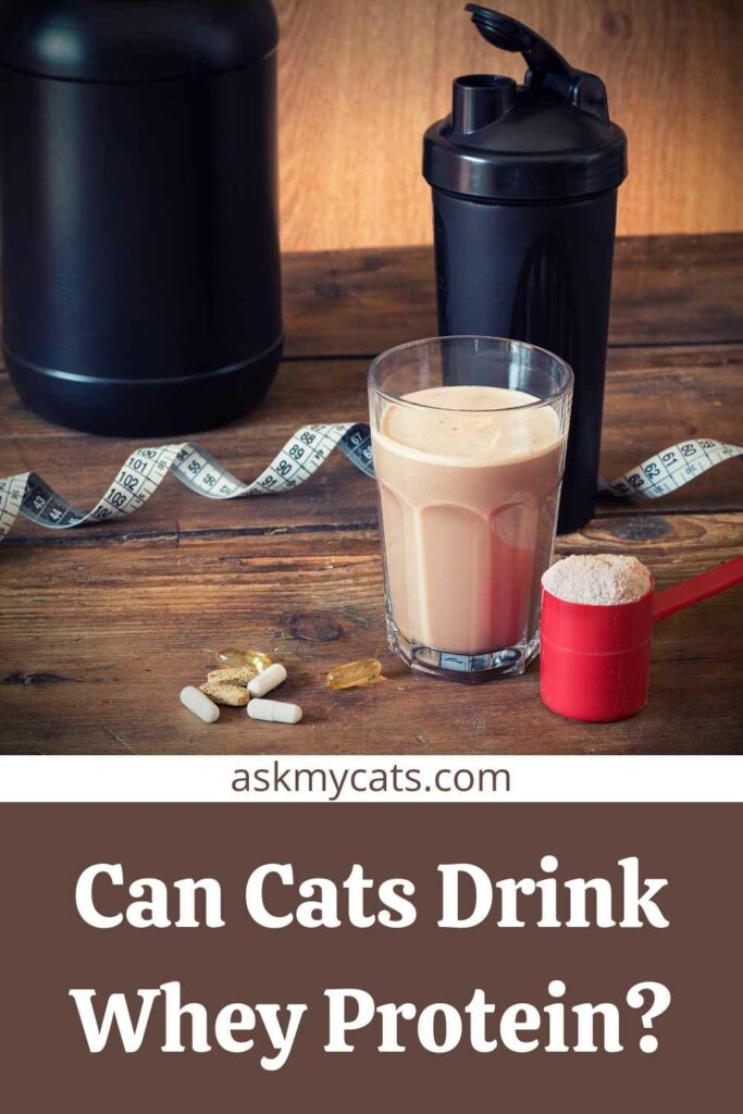 Can Cats Drink Whey Protein?