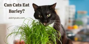 Can Cats Eat Barley? Here Are The Nutritional Benefits!