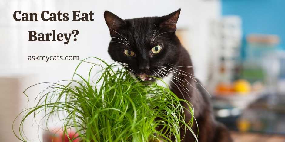 Can Cats Eat Barley