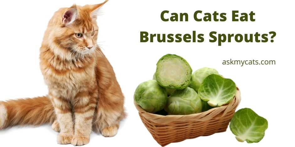 Can Cats Eat Brussels Sprouts