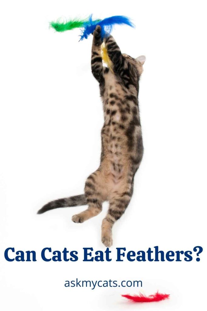 Can Cats Eat Feathers?