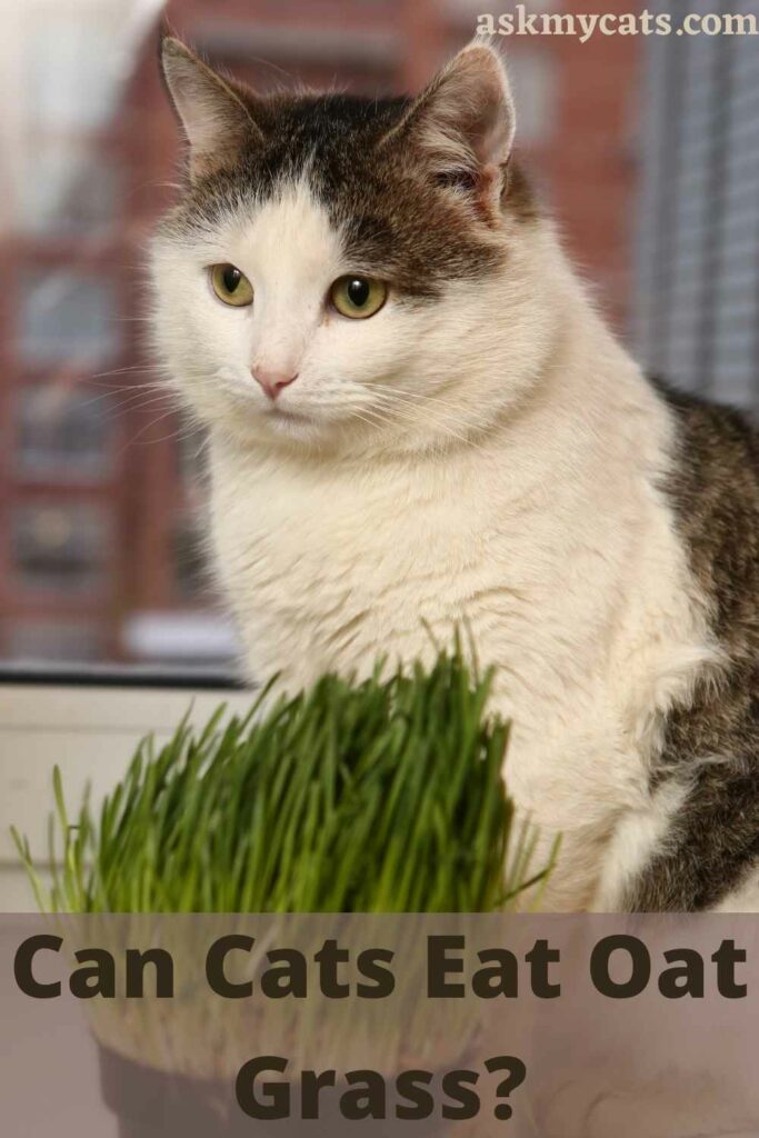 Can Cats Eat Oat Grass?