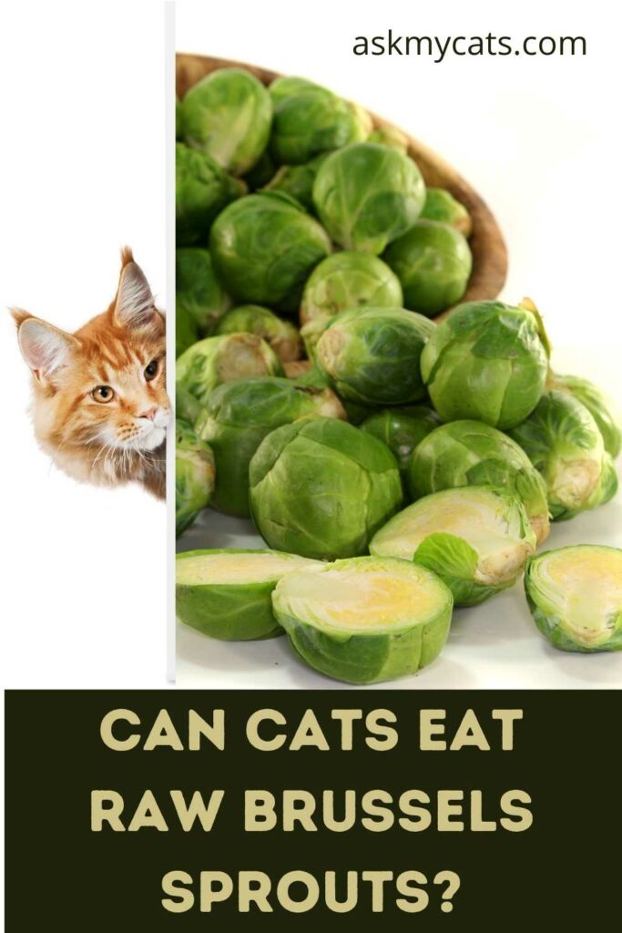 Can Cats Eat Raw Brussels Sprouts?