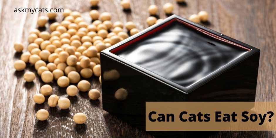 Is soy hotsell safe for cats