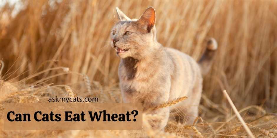 Can Cats Eat Wheat