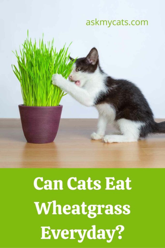 Can Cats Eat Wheatgrass Everyday?