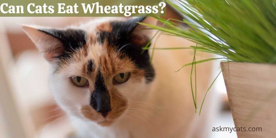 Can Cats Eat Wheatgrass