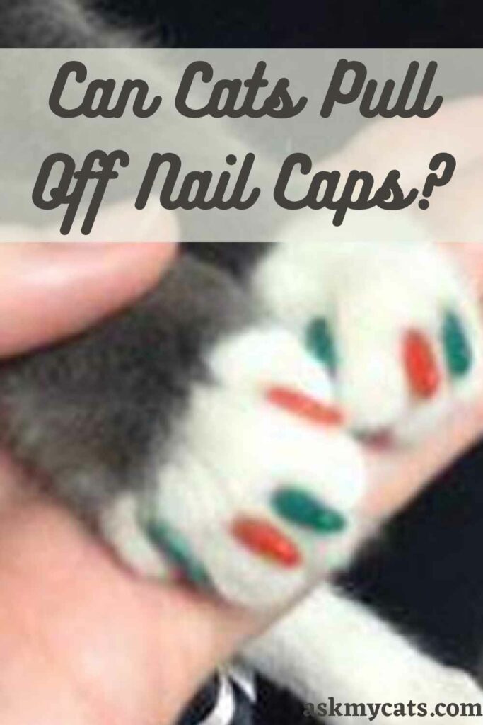 Can Cats Pull Off Nail Caps?