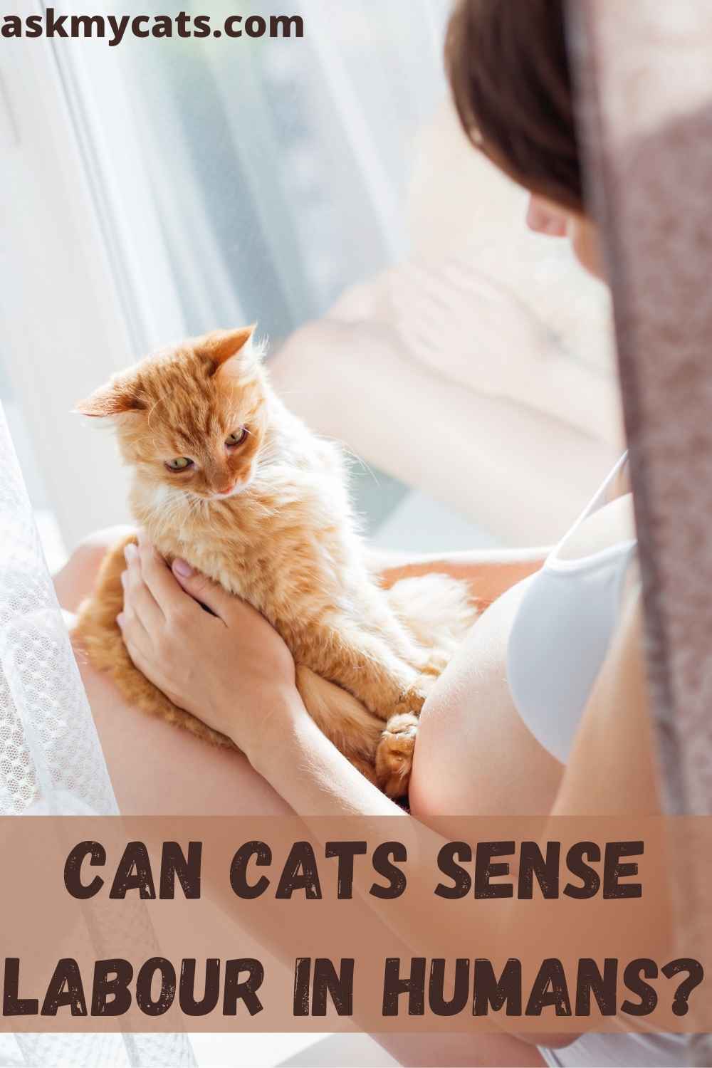 can-cats-sense-your-pregnancy-babycenter