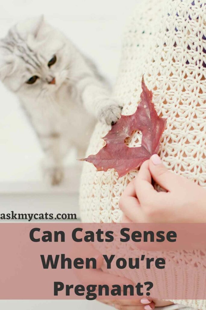 Can Cats Sense When You’re Pregnant?