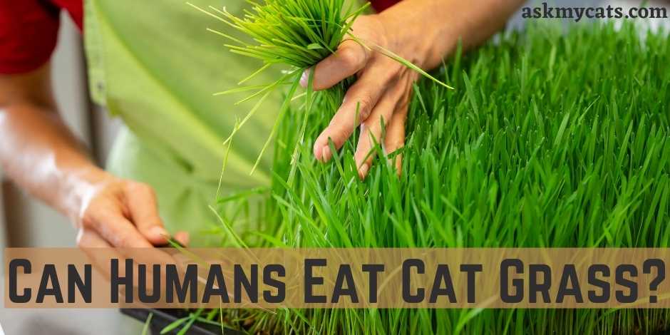 Can Humans Eat Cat Grass?