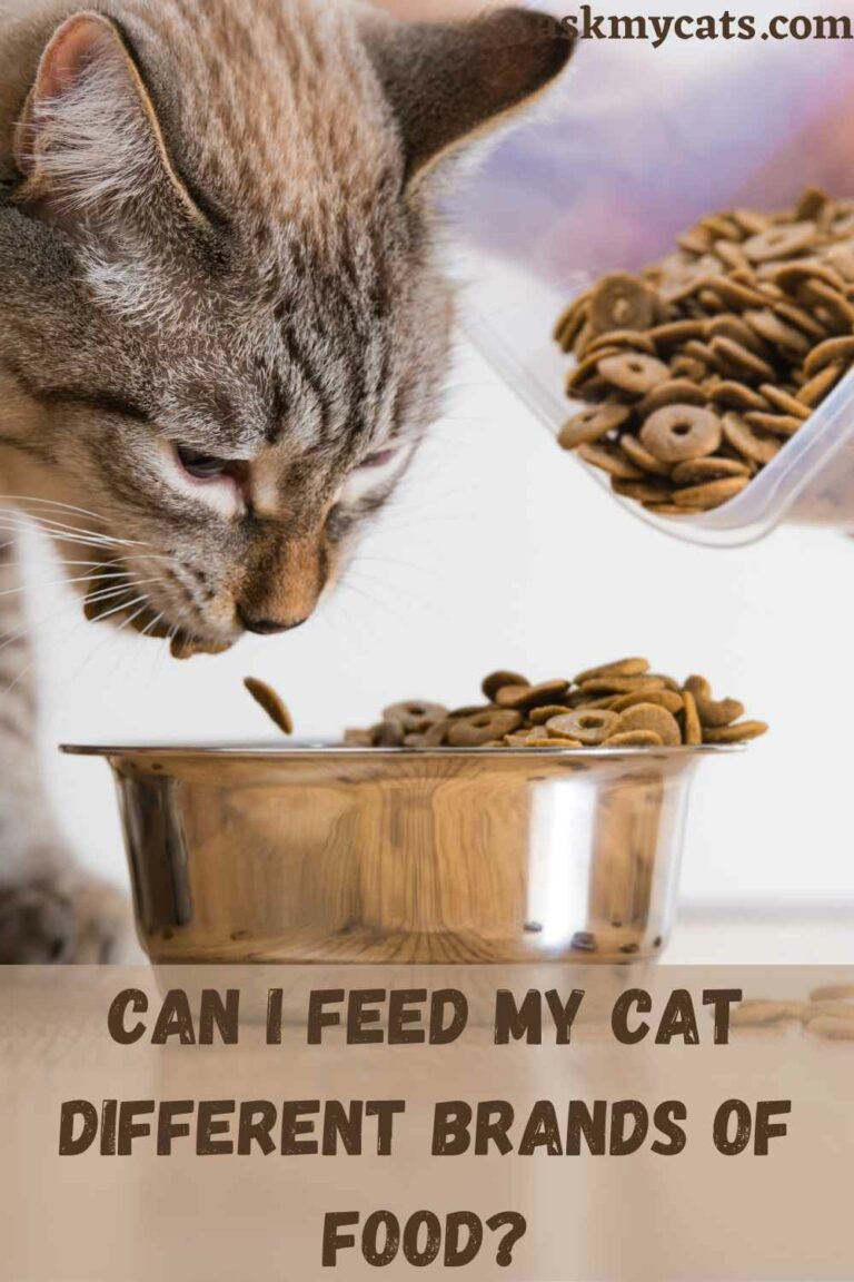 Can I Feed My Cat Different Brands Of Food 
