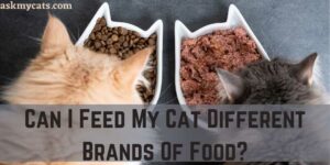 Can I Feed My Cat Different Brands Of Food?