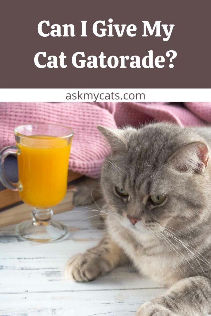 Can Cats Drink Gatorade? Is It Good For Dehydration?