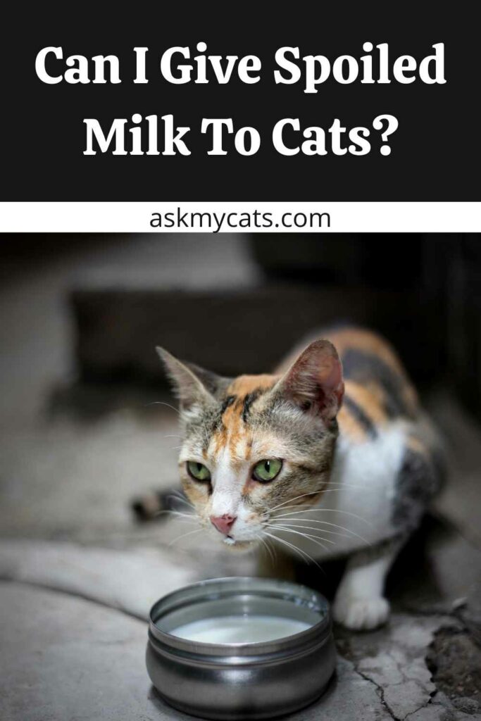 Can I Give Spoiled Milk To Cats?