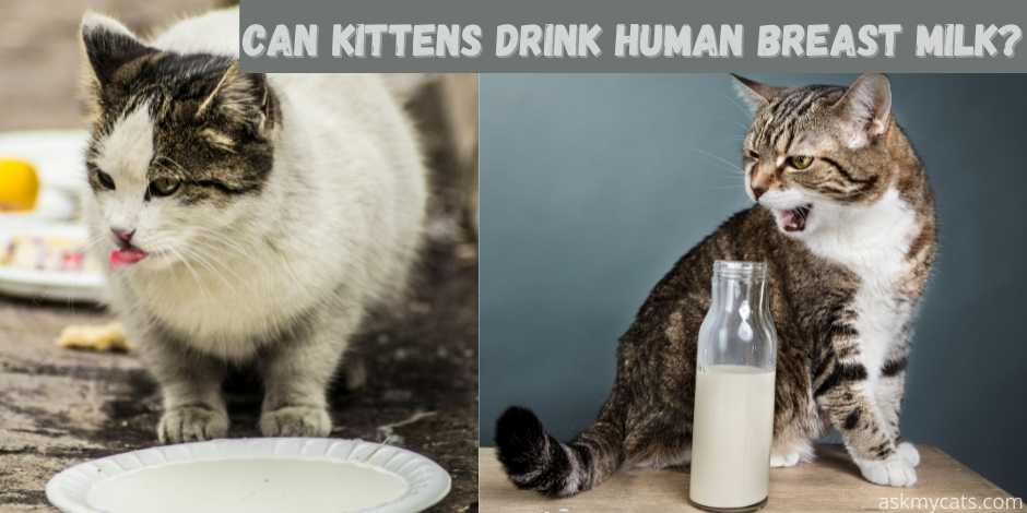 Can Kittens Drink Human Breast Milk