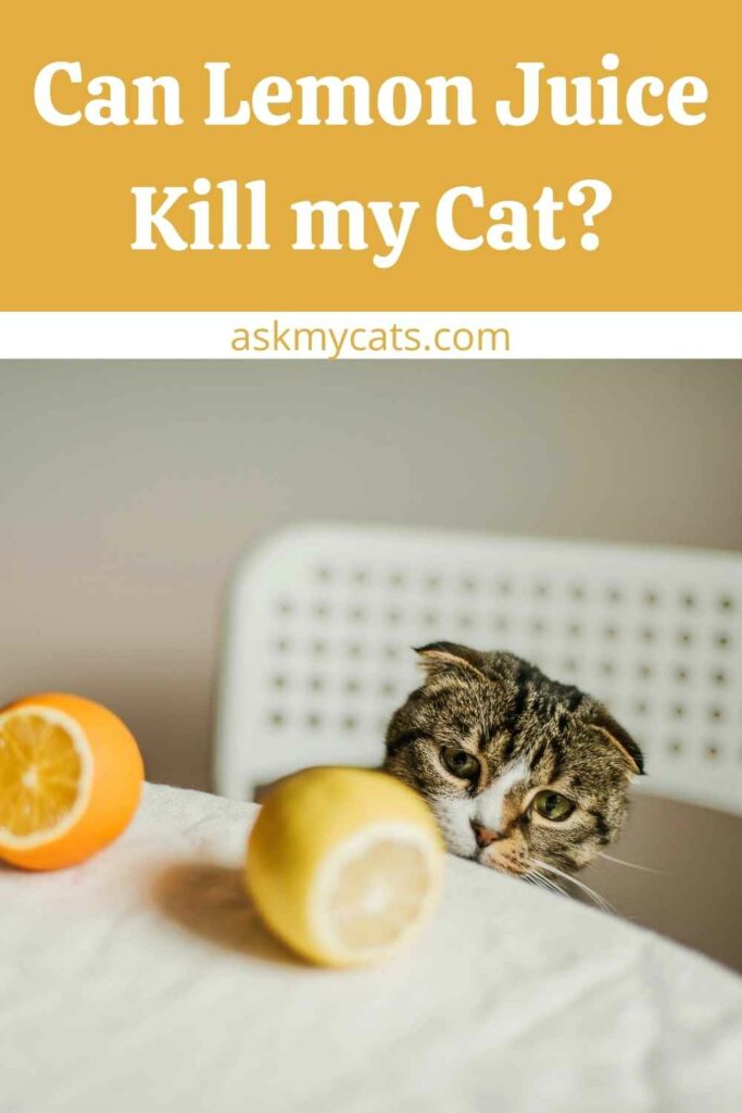 Can Lemon Juice Kill my Cat?