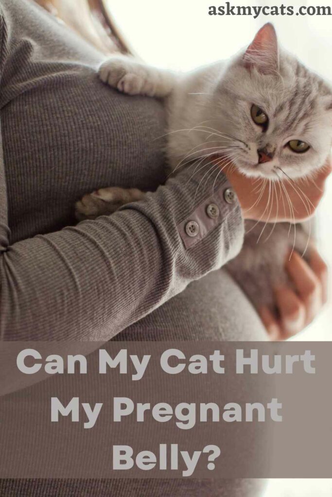 Can My Cat Hurt My Pregnant Belly?