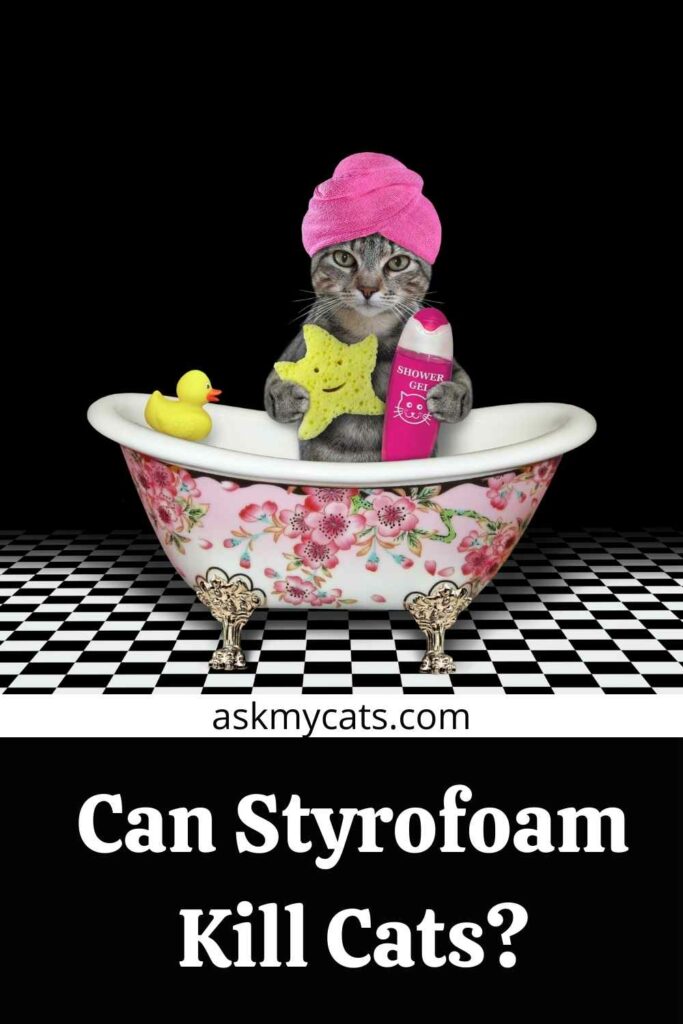 Can Styrofoam Kill Cats?