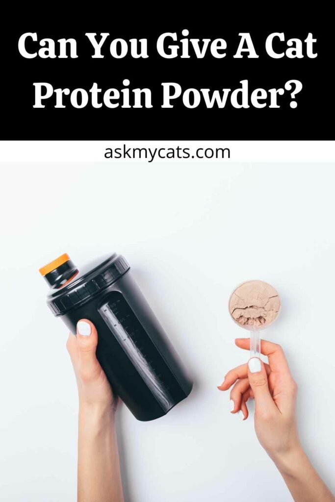 Can You Give A Cat Protein Powder?