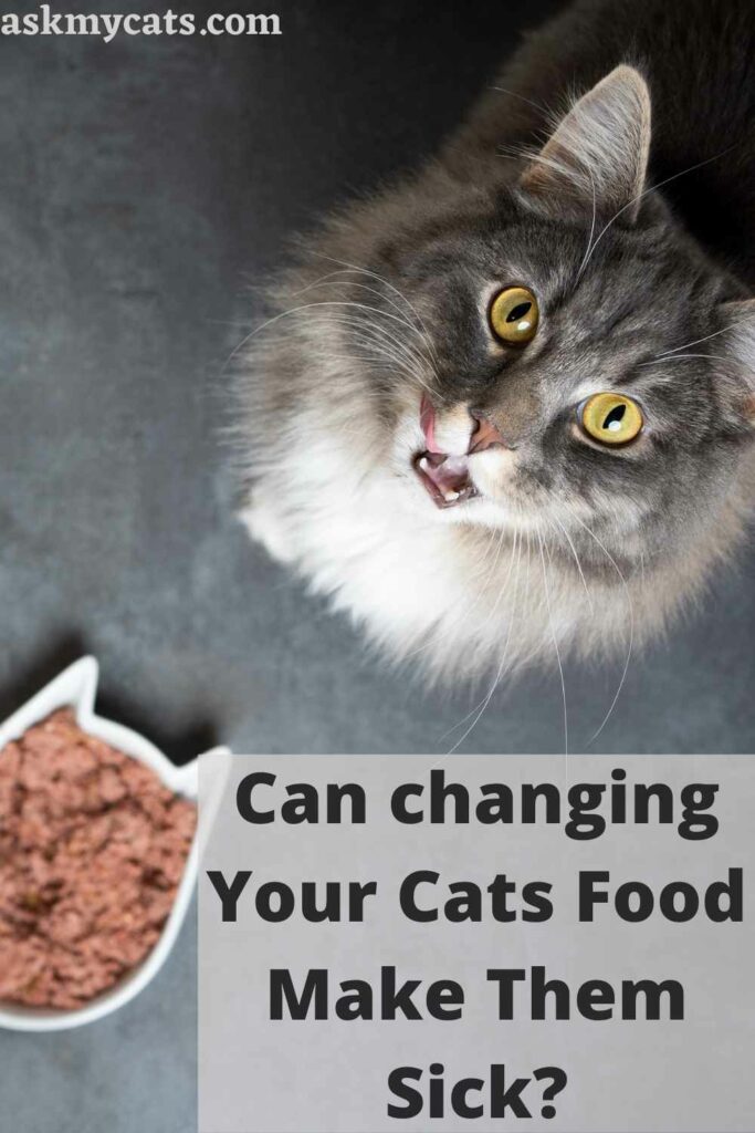 switching cat food vomiting