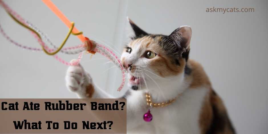 Cat Ate Rubber Band What To Do