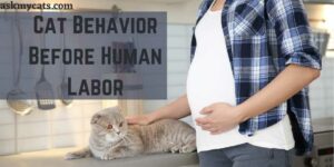 Do Cats Know When Baby Is Coming: Can Cats Sense Labor In Humans?