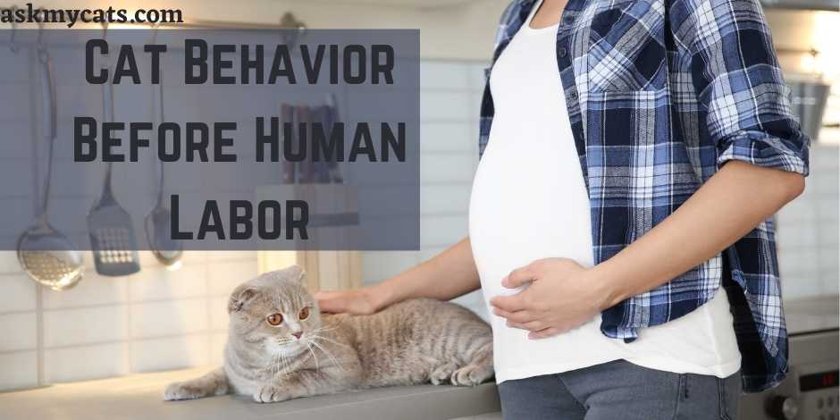 Cat Behavior Before Human Labor