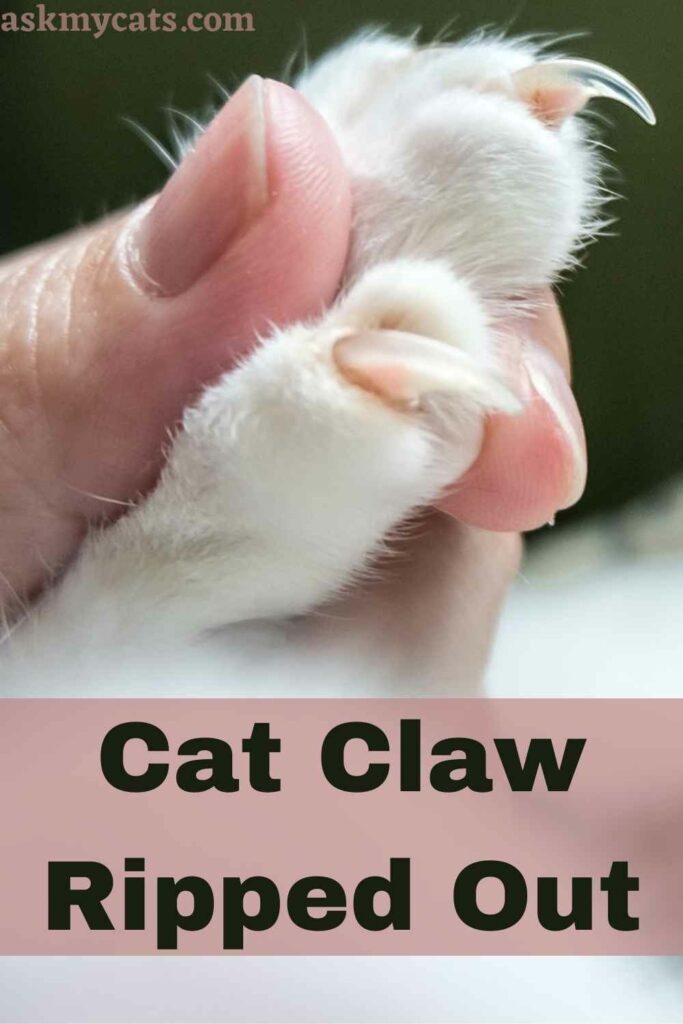 Cat Claw Ripped Out