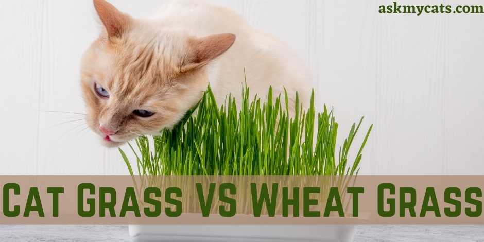 Cat Grass VS Wheat Grass