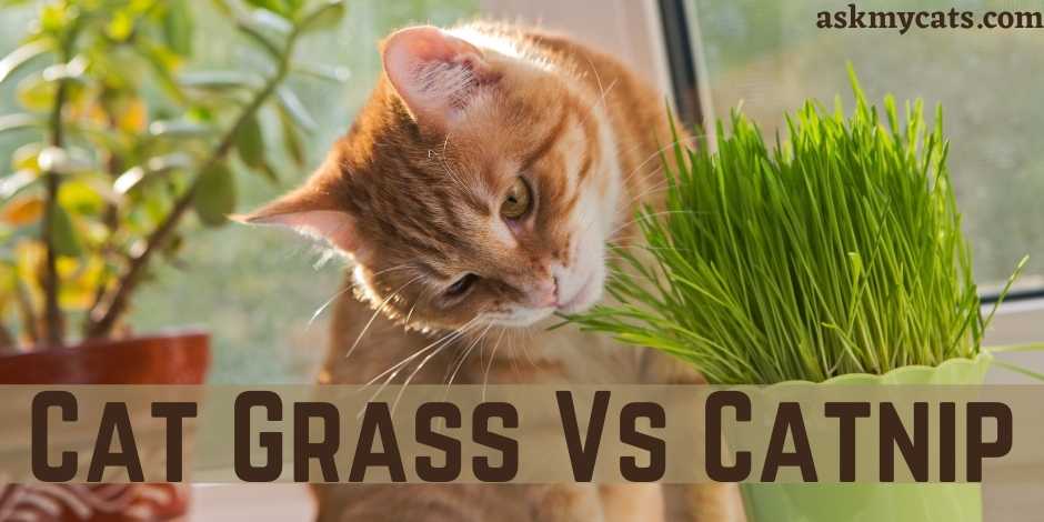 Cat Grass Vs Catnip