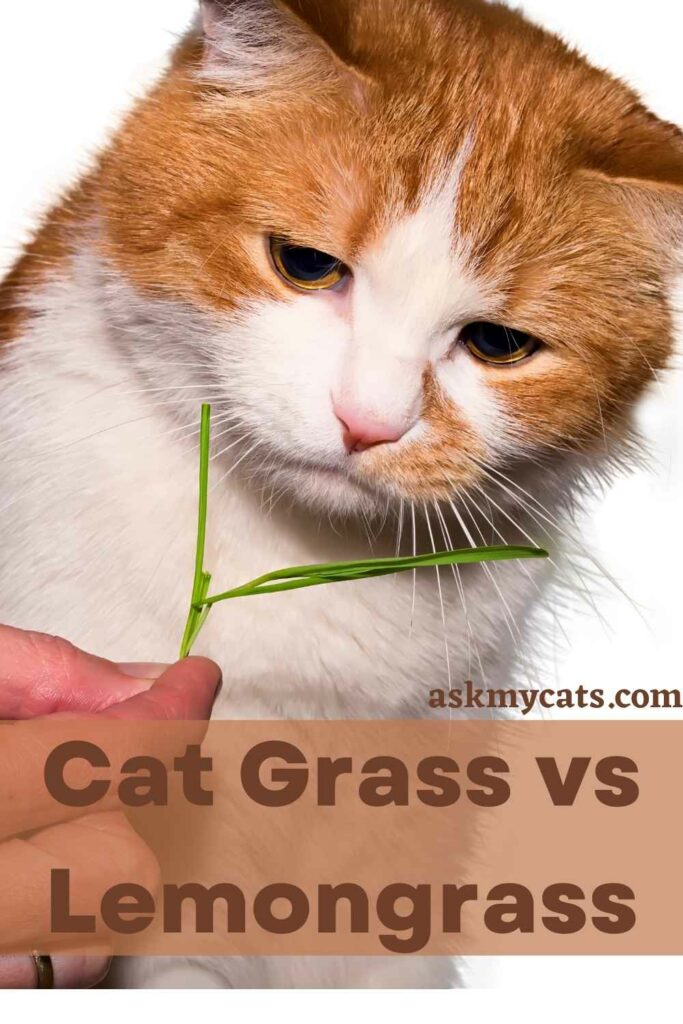Cat Grass vs Lemongrass