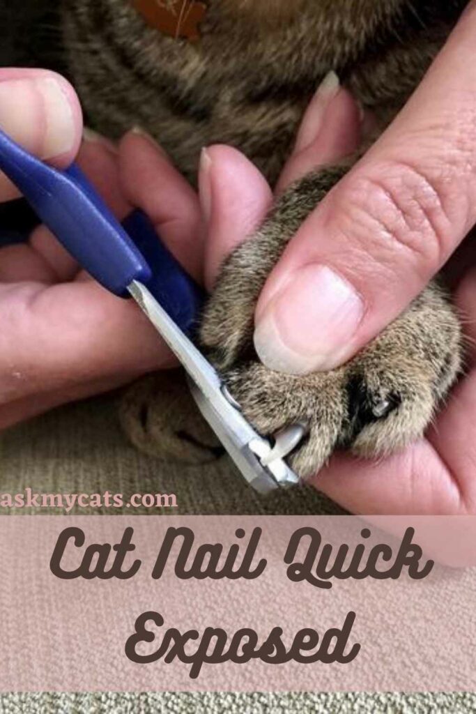 Cat Nail Quick Exposed
