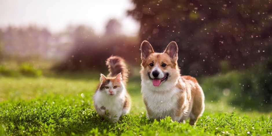 Cat and Dog to Get Along