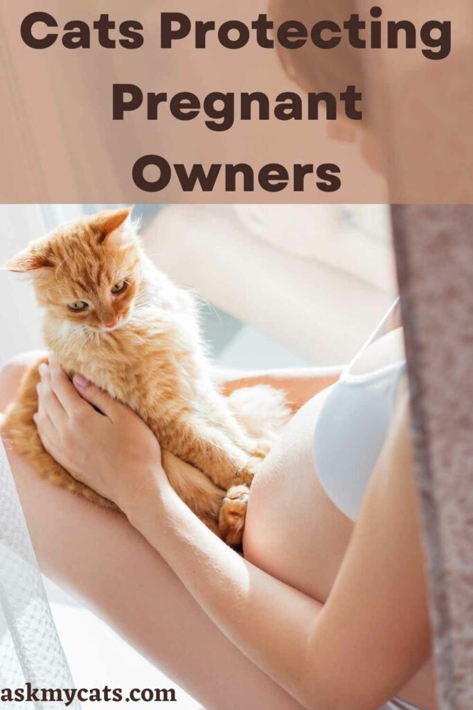 Cats Protecting Pregnant Owners