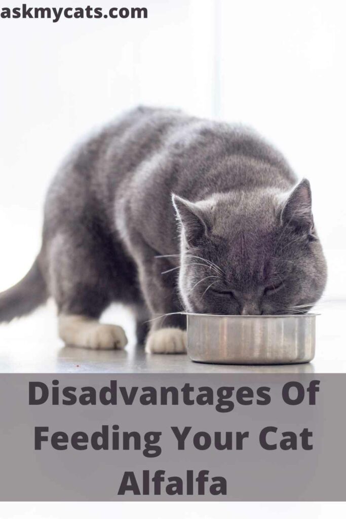 Disadvantages Of Feeding Your Cat Alfalfa