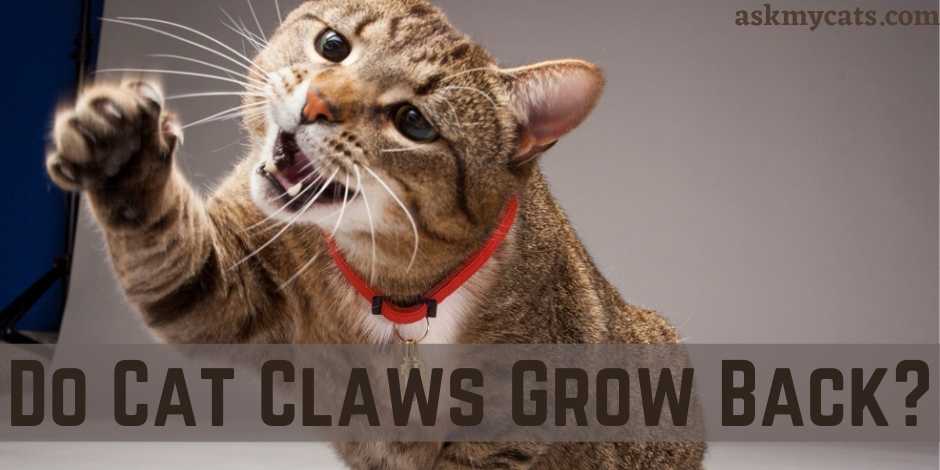 Do Cat Claws Grow Back?