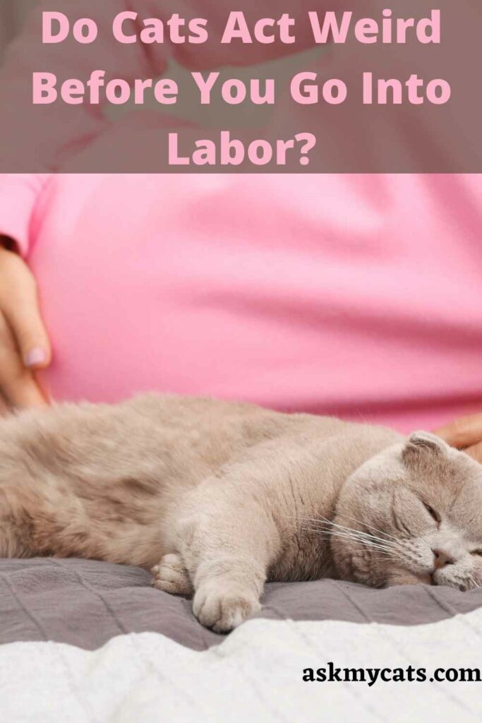 Do Cats Act Weird Before You Go Into Labor?