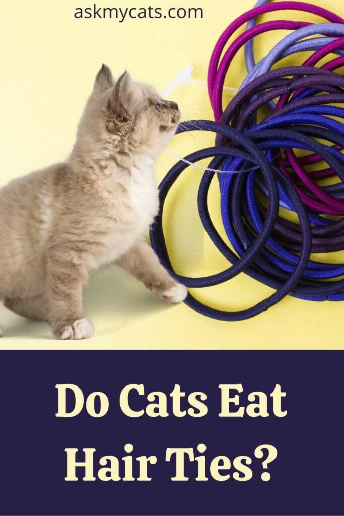 Do Cats Eat Hair Ties?