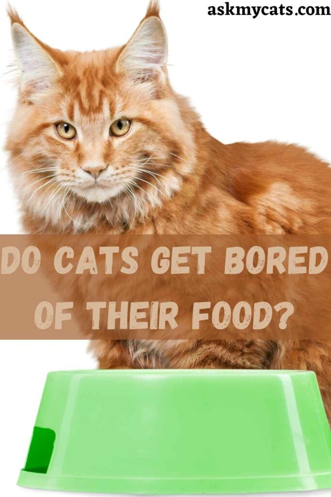 Do Cats Get Bored Of Their Food?