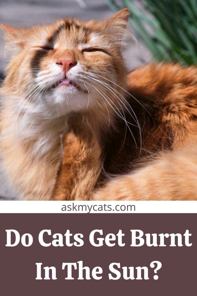 Do Cats Get Burnt In The Sun?